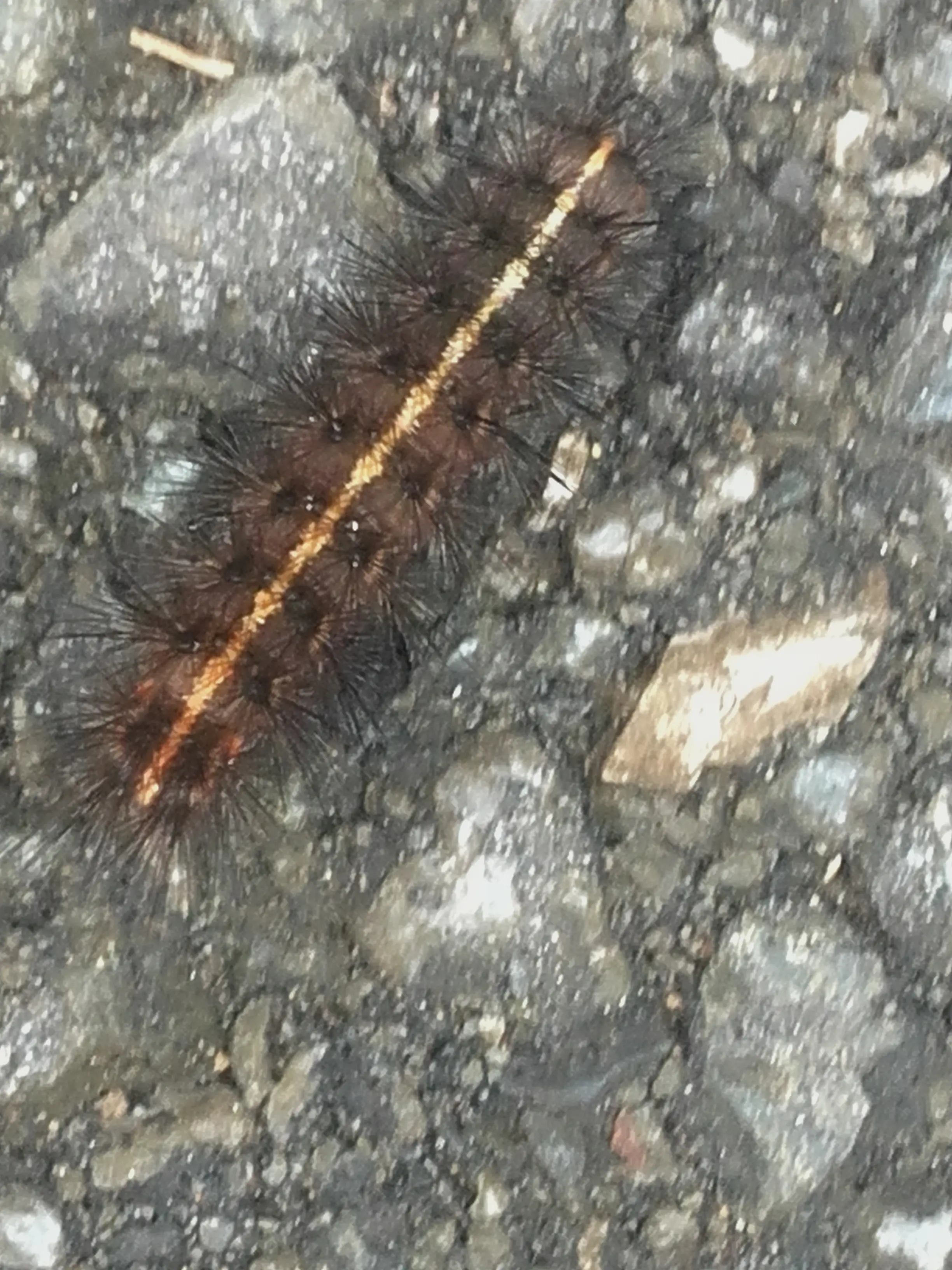 &Fotowelt - Insekten